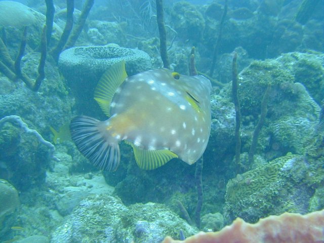 Barbados Diving